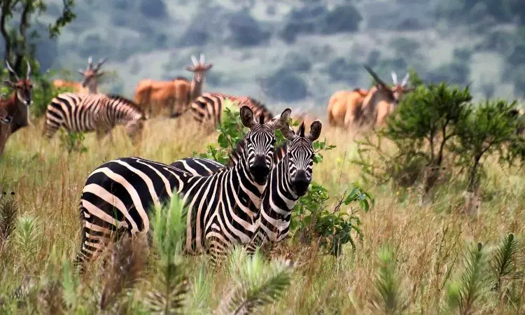 Akagera National Park Safari